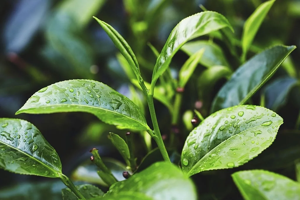 Eterinių aliejukų rinkinys - Image 5