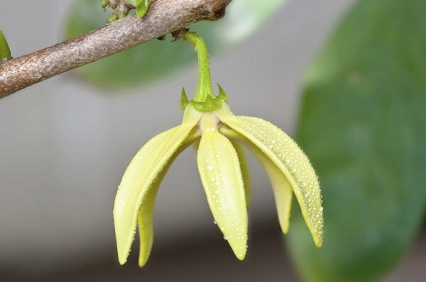 Ylang Ylang eterinis aliejus (kanangų) -100% natūralus - Image 2